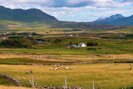 Sheep farm on the Atlantic Coast of Ireland in County Mayo, near Westport and Louisberg