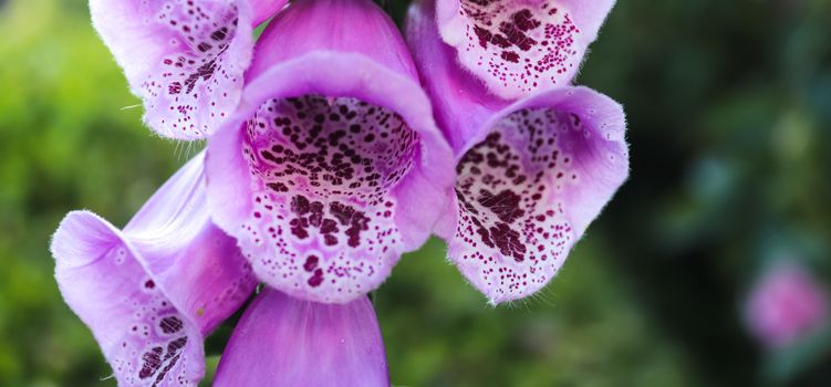 Beautiful digitalis flower close up in purple and white color