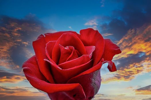 A Dark Red Rose Against a Light Blue Background