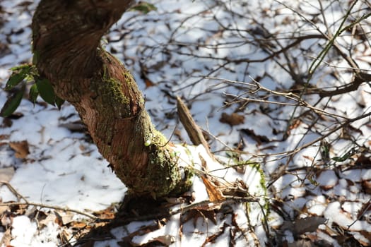 Twisted tree shining in the sunlight in the middle of winter