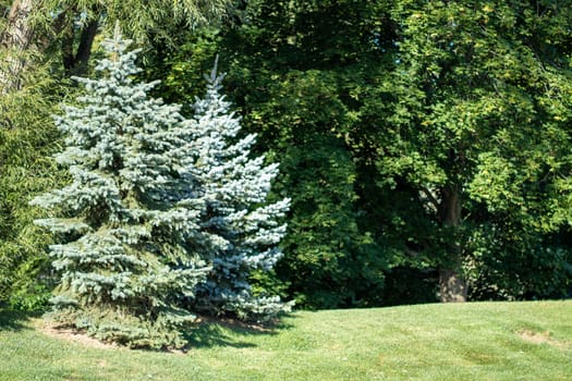 Backyard birm with full sized pine trees on one side