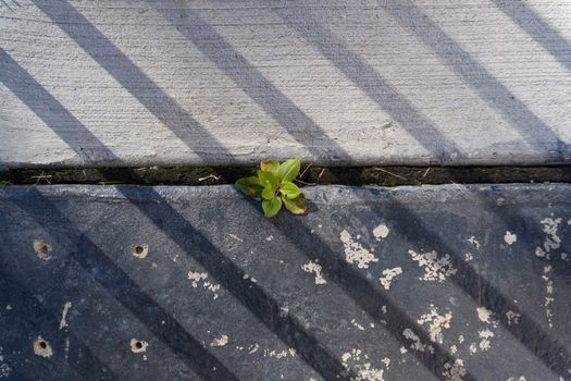Plant growing in modern stone paving under fence shadows