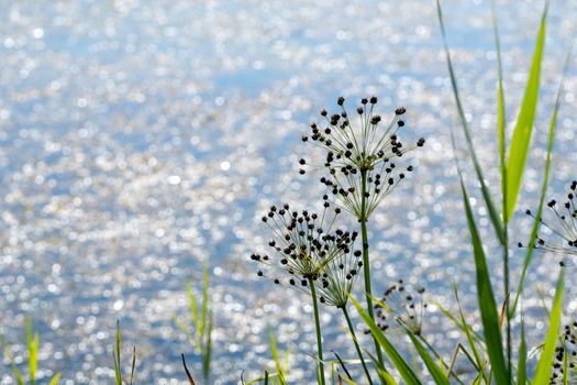 Sparkling lake with seeded wildflowers wallpaper