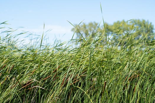 Beautiful tall reeds blowing in the wind at the lake