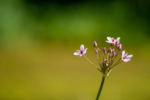 Blooming pink wildflower on blurred background with room for text