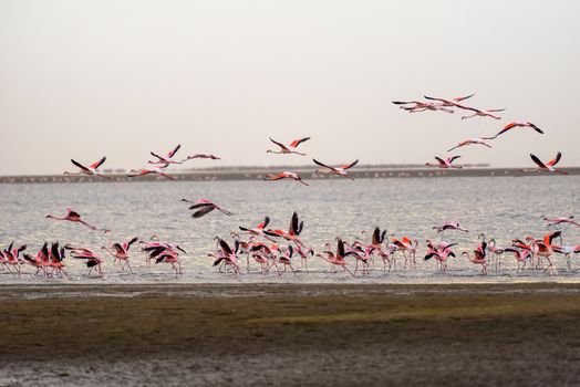 A large flock of pink flamingos in flight over the Atlantic Ocean at Walvis Bay, Namibia.