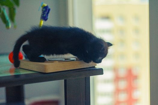 a small black kitten sits near its toys near a large window