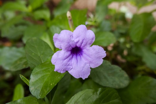 a closeup shot of cracker plant flower isolated on green background