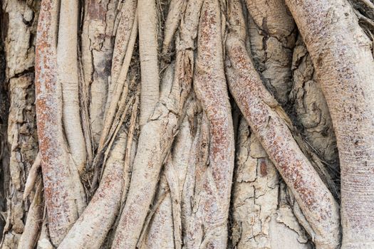 Old Tree Roots Background. Brown tree roots texture for design. Natural Tree roots backdrop