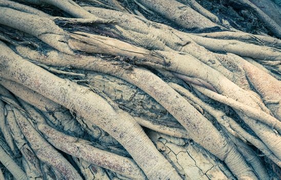 Vintage Crosswise Old Tree Roots Background. Brown tree roots texture for design. Natural Tree roots backdrop