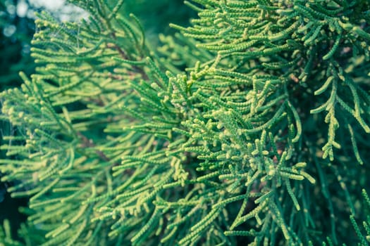 Vintage Green Pine Background Right Frame. Natural pine branch backdrop for nature design