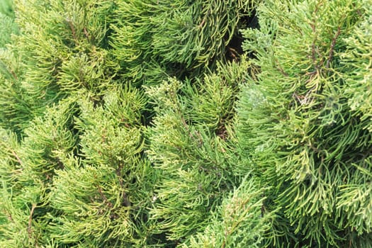 Green Pine Background with Warm Sun Light. Natural pine branch backdrop for nature category