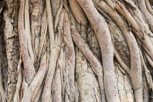 Old Tree Roots Background Wide Angle View. Brown tree roots texture for design. Natural Tree roots backdrop