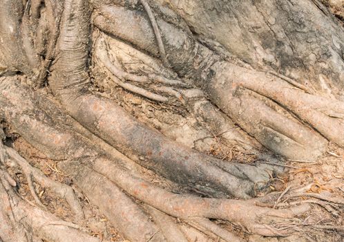 Old Tree Roots Background with Sun Light. Brown tree roots background for design. Natural Tree roots backdrop with sun light