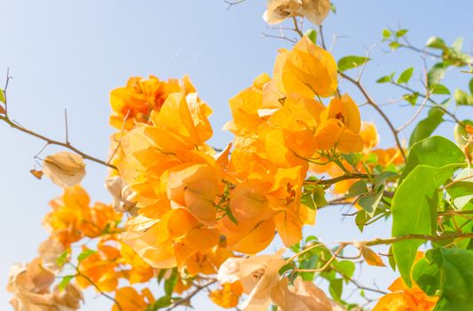 Yellow Bougainvillea flower on blue sky background. Orange yellow Bougainvillea. Beautiful Bougainvillea flower. Bougainvillea for design.