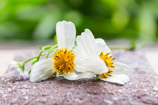 Daisy Flower on Chocolate Brownie Cake on Green Tree Background. Chocolate brownie cake on natural or relax break time