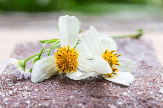 Daisy Flower on Chocolate Brownie Cake on Green Tree Background. Chocolate brownie cake on natural or relax break time