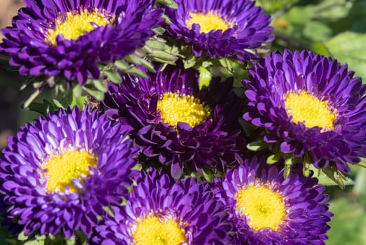 Purple or Violet Callistephus Chinensis Flower or Aster Flower in Garden with Natural Light on Green Leaves Background