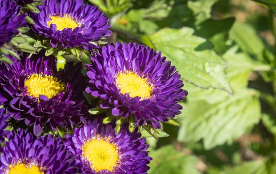 Purple or Violet Callistephus Chinensis Flower or Aster Flower in Garden on Left Frame with Natural Light on Green Leaves Background