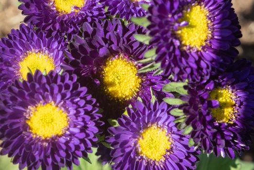 Purple or Violet Callistephus Chinensis Flower or Aster Flower in Garden on Flatlay View with Natural Light on Green Leaves Background