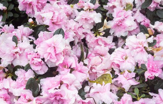 Pink Azalea Flower in Garden with Natural Light and Water Drop and Green Leaves