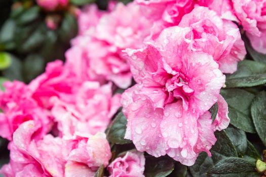 Pink Magenta Azalea Flower and Water Drop in Garden on Right Frame