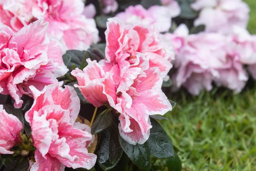 Pink Magenta Azalea Flower and Water Drop in Garden with Natural Light