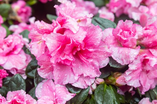 Pink Magenta Azalea Flower and Water Drop and Green Leaves with Natural Light