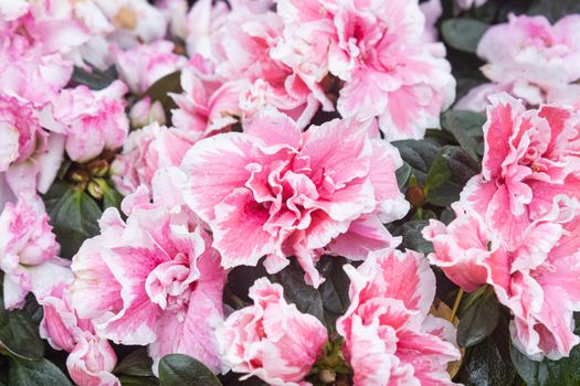 Pink Magenta Azalea Flower with Water Drop in Garden on Green Leaves Background