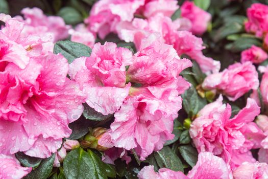 Pink Magenta Azalea Flower and Water Drop in Garden with Natural Light