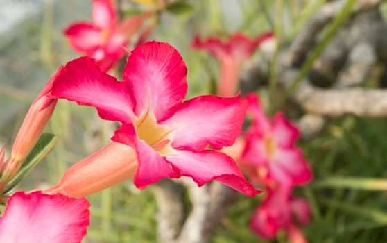 Azalea Flower or Pink Flower Background Left Frame. Natural Azalea flower backdrop for design