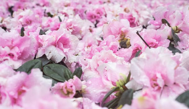 Pink Azalea Flower in Garden with Natural Light and Water Drop and Green Leaves on Left Frame