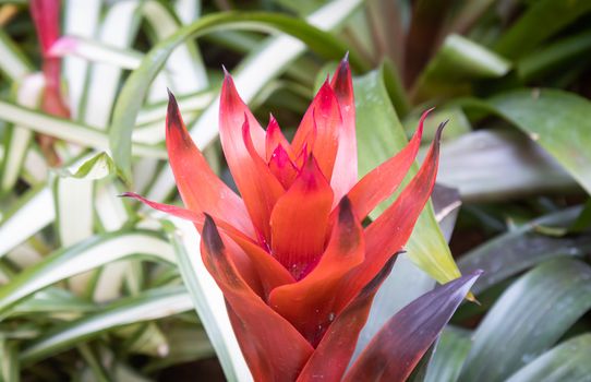 Bromeliads Flower and Green Leaves Background in Garden with Natural Light