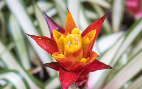 Bromeliads Flower in Garden with Natural Right and Green and White Leaves Background