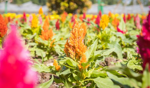 Yellow Cockscomb Flower or Celosia Argentea and Green Leaves in Garden on Blue Sky Background on Center Frame