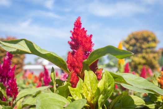 Red Cockscomb Flower or Celosia Argentea and Green Leaves in Garden on Blue Sky Background