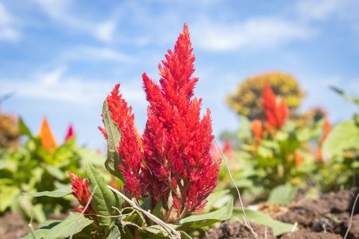 Red Cockscomb Flower or Celosia Argentea and Green Leaves in Garden on Blue Sky Background in Zoom View