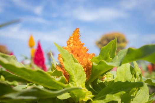 Yellow Cockscomb Flower or Celosia Argentea and Green Leaves in Garden on Blue Sky Background