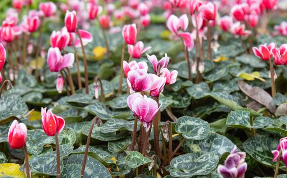 Cyclamen Flower and Water Drop in Garden with Natural Light