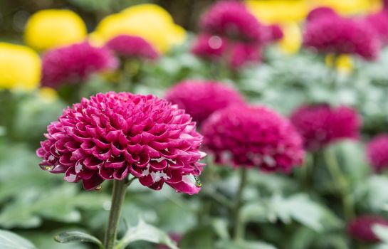Purple or Violet Dahlia Flower with Water Drop in Garden with Natural Light