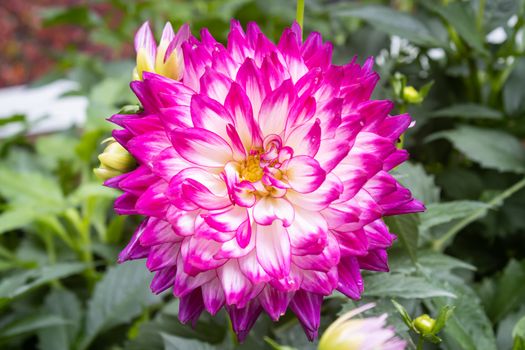 Purple White Dahlia Flower in Garden with Natural Light on Green Leaves Background on Center Frame