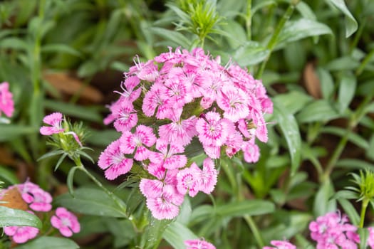 Dianthus Flower and Water Drop in Garden on Green Leaves Background