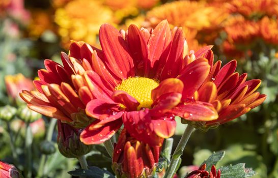 Orange Gerbera Daisy or Gerbera Flower with Water Drop and Natural Light in Garden on Zoom View