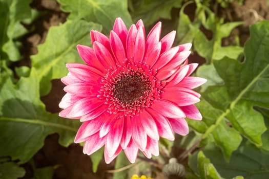 Red Gerbera Daisy or Gerbera Flower in Garden with Natural Light on Green Leaves Background