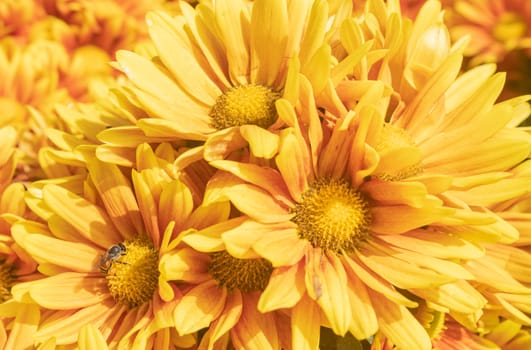 Orange Gerbera Daisy or Gerbera Flower in Garden with Natural Light on Center Frame