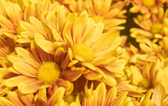 Orange Gerbera Daisy or Gerbera Flower in Garden with Natural Light on Left Frame