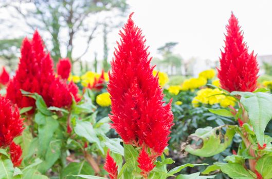 Hornbill flower or Chinese Wool flower in garden. Hornbill flower or Chinese Wool flower and yellow marigold. Beautiful Hornbill or Chinese Wool 
for decoration.