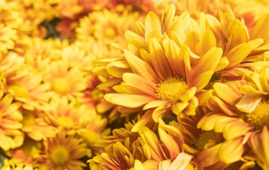 Orange Gerbera Daisy or Gerbera Flower in Garden with Natural Light on Right Frame