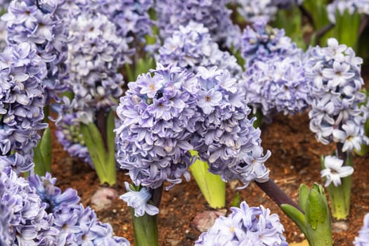 Purple or Violet Hyacinth Flower and Water Drop with Natural Light in Garden