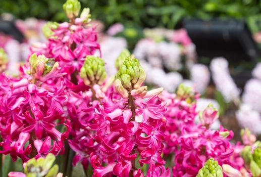 Magenta Hyacinth Flower and Water Drop with Natural Light in Garden